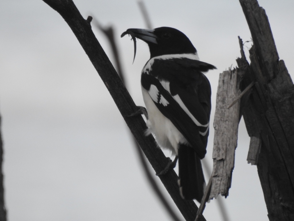 Birding in Byron - Half Day