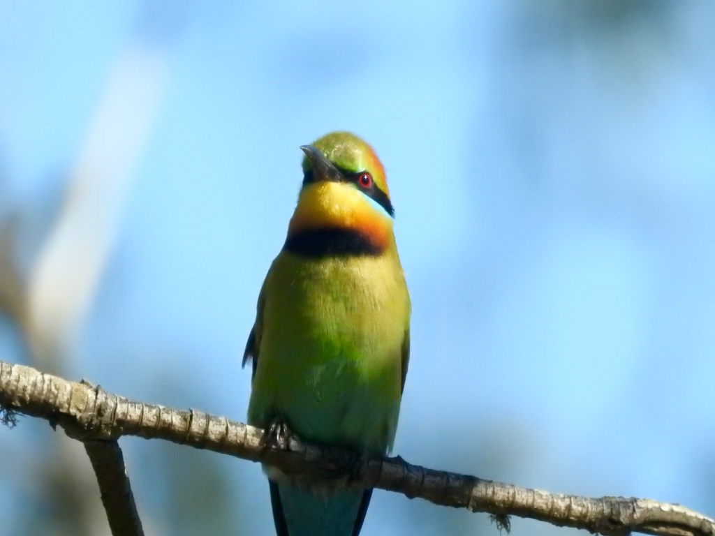Birding in Byron - Half Day
