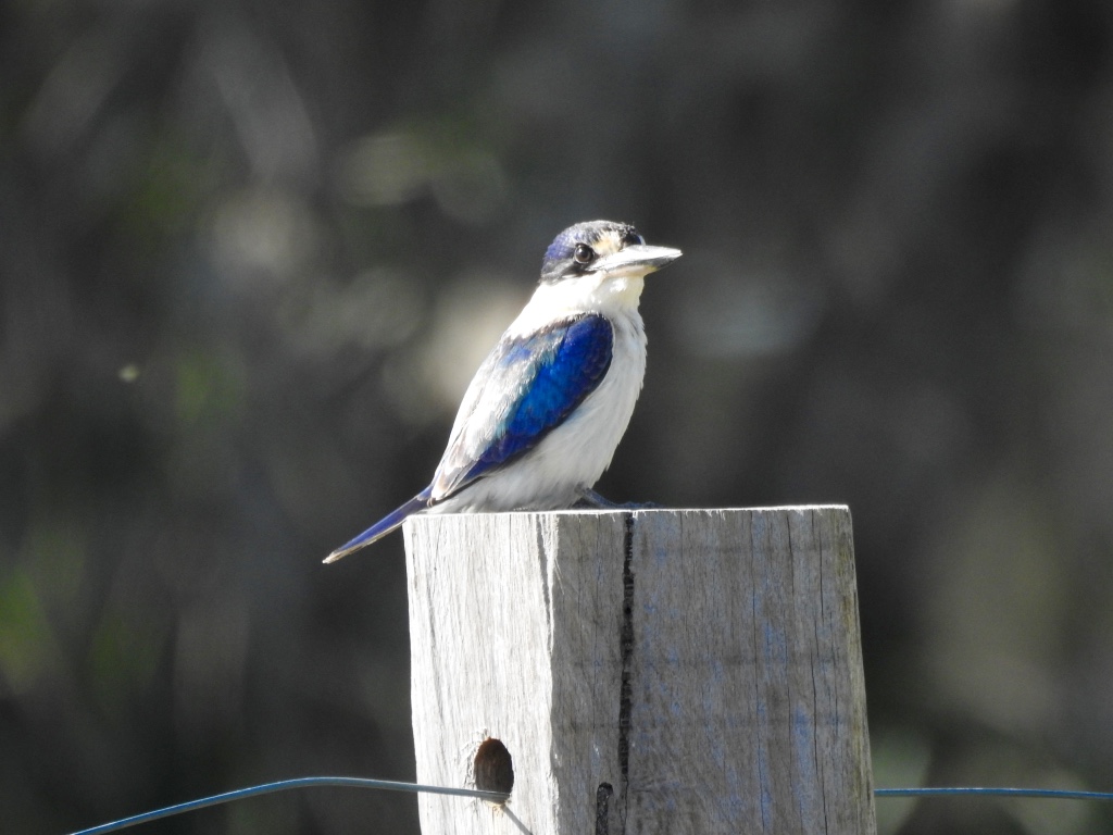 Birding in Byron - Half Day