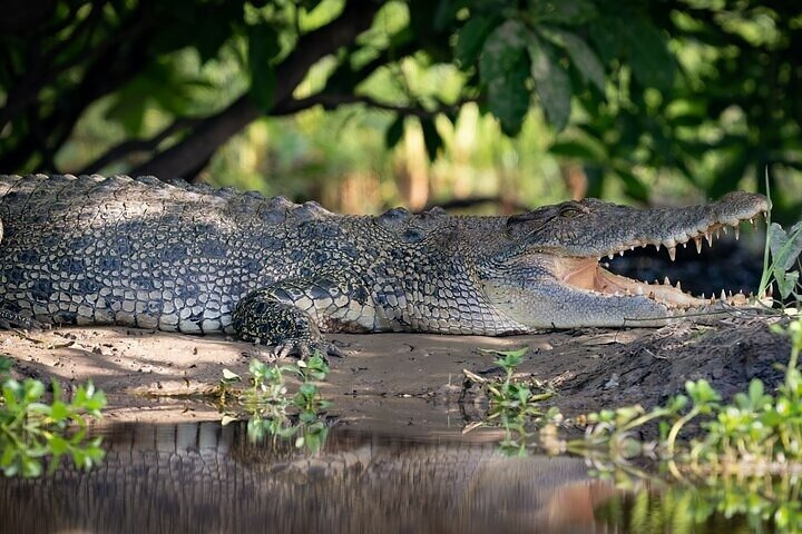 Kakadu National Park Full Day Tour – featuring the Multi-Award Winning Yellow Water River Cruise – 1 Day Tour – Departing Darwin – Tour 3B