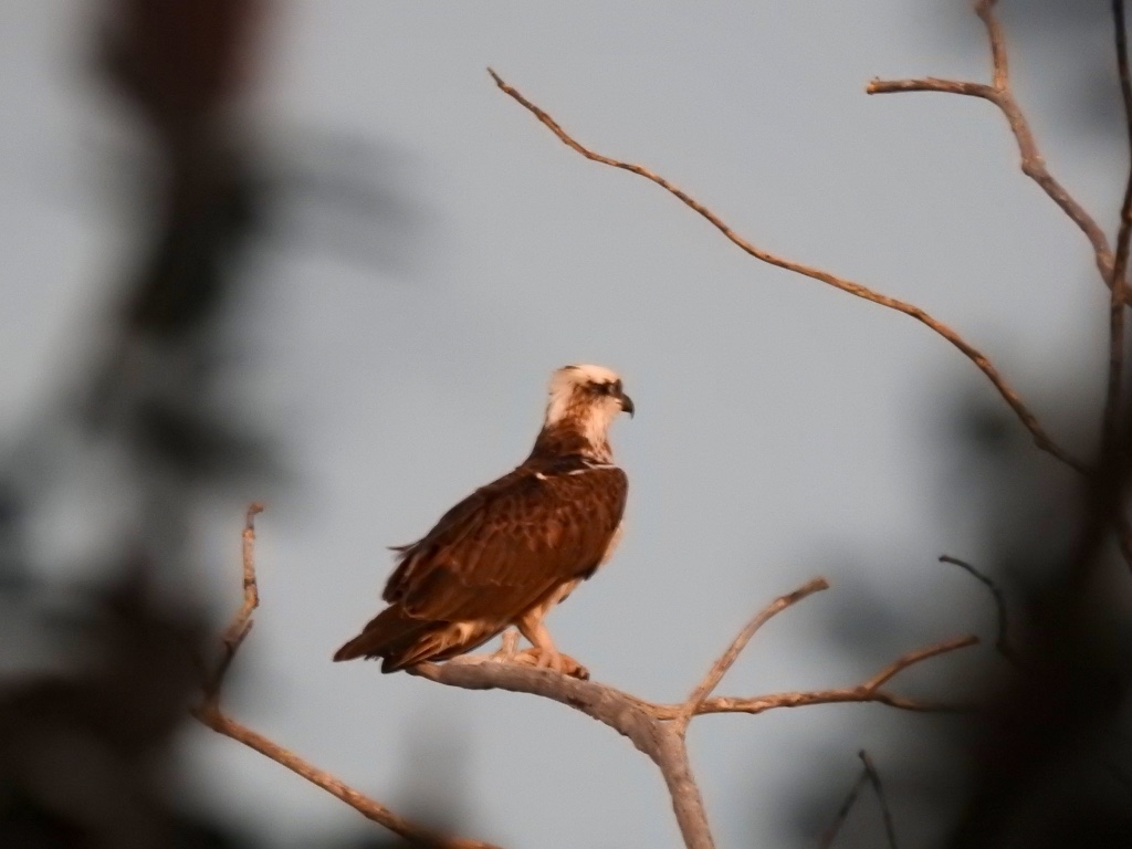 Birding in Byron - Half Day