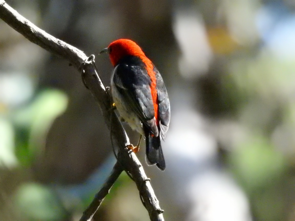 Birding in Byron - Half Day