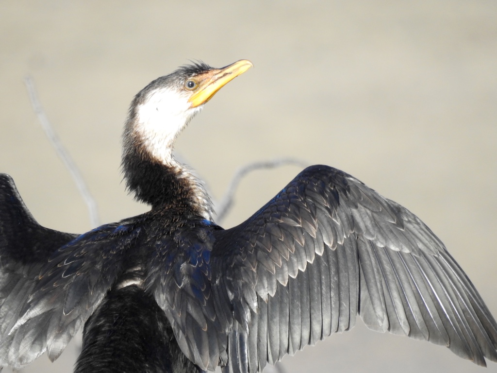 Birding in Byron - Half Day