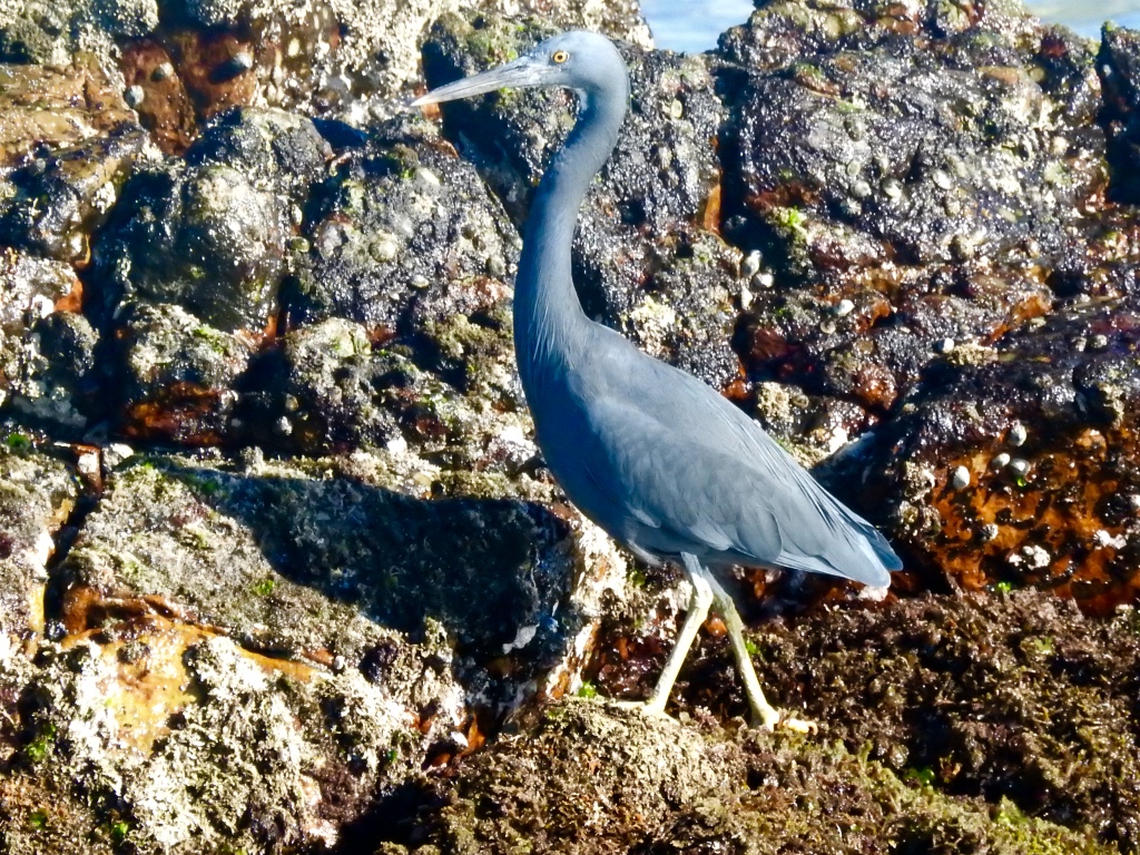 Birding in Byron - Half Day