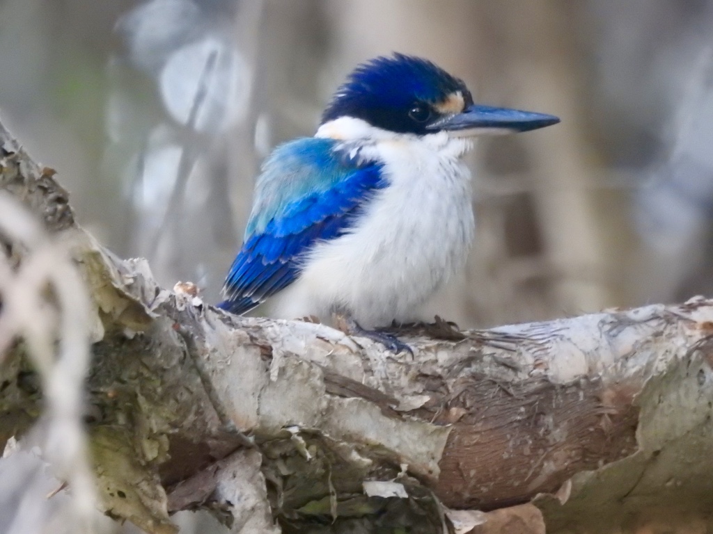 Birding in Byron - Half Day