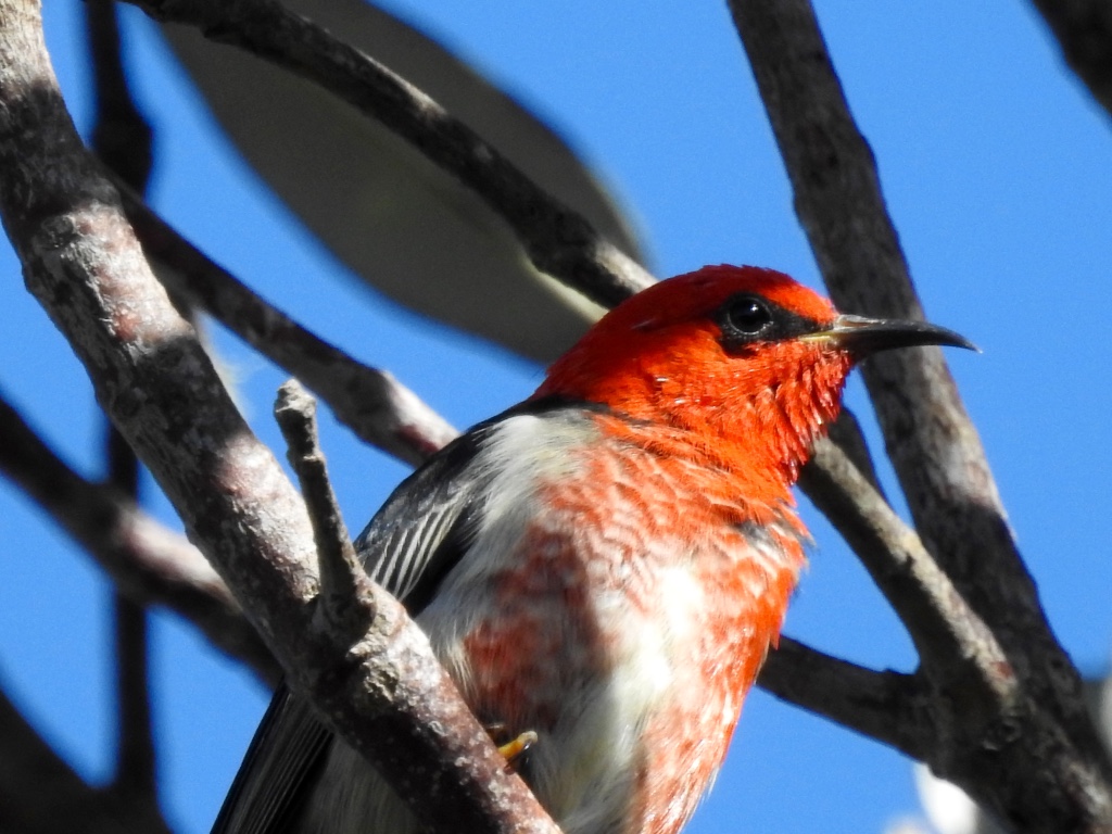 Birding in Byron - Half Day