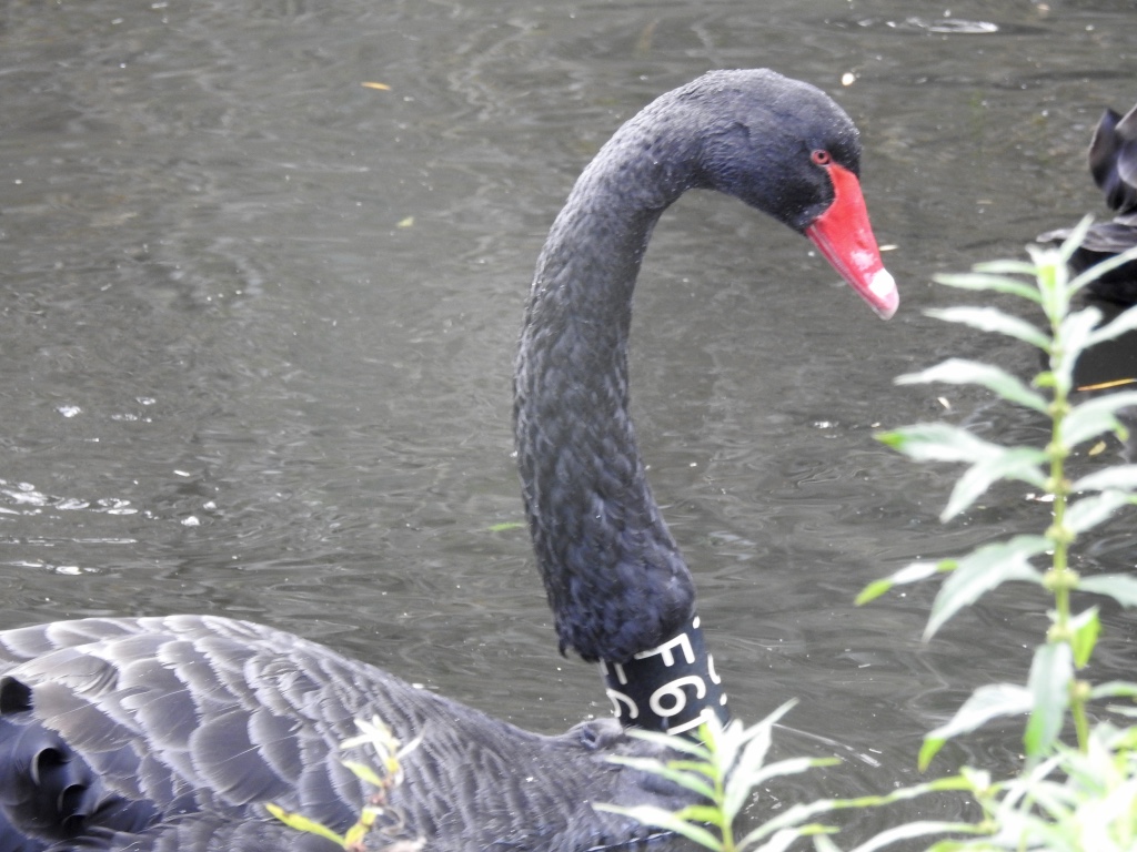Birding in Byron - Half Day