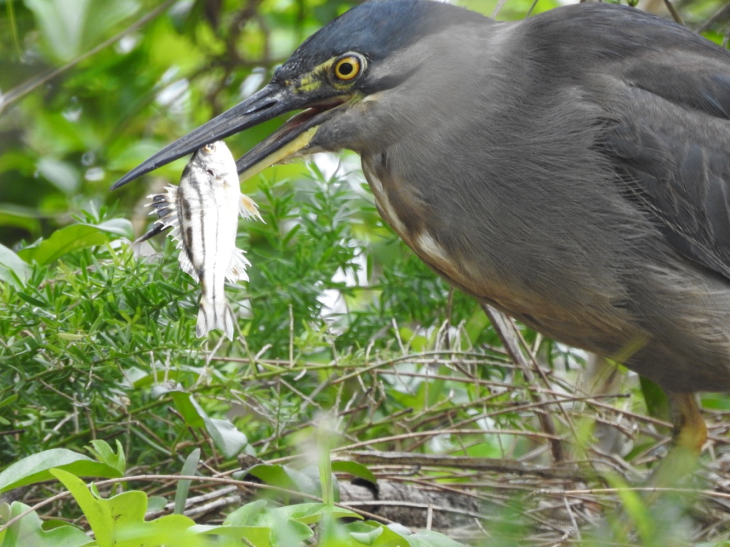 Birding in Byron - Half Day