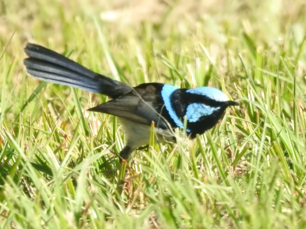 Birding in Byron - Half Day