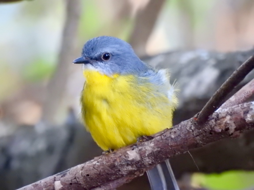 Birding in Byron - Half Day