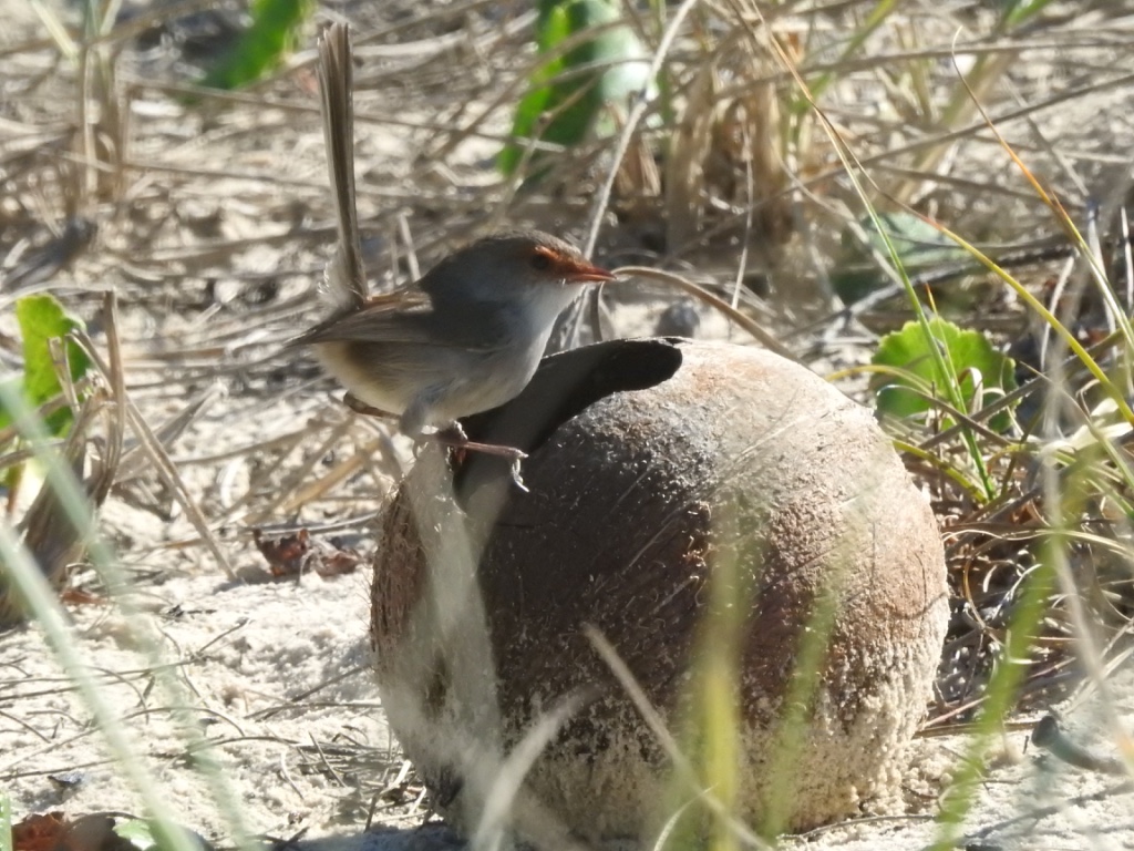 Birding in Byron - Half Day