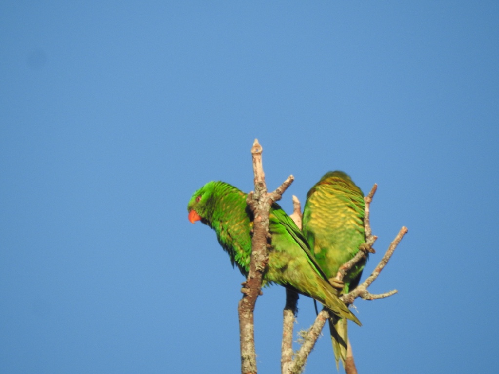 Birding in Byron - Half Day
