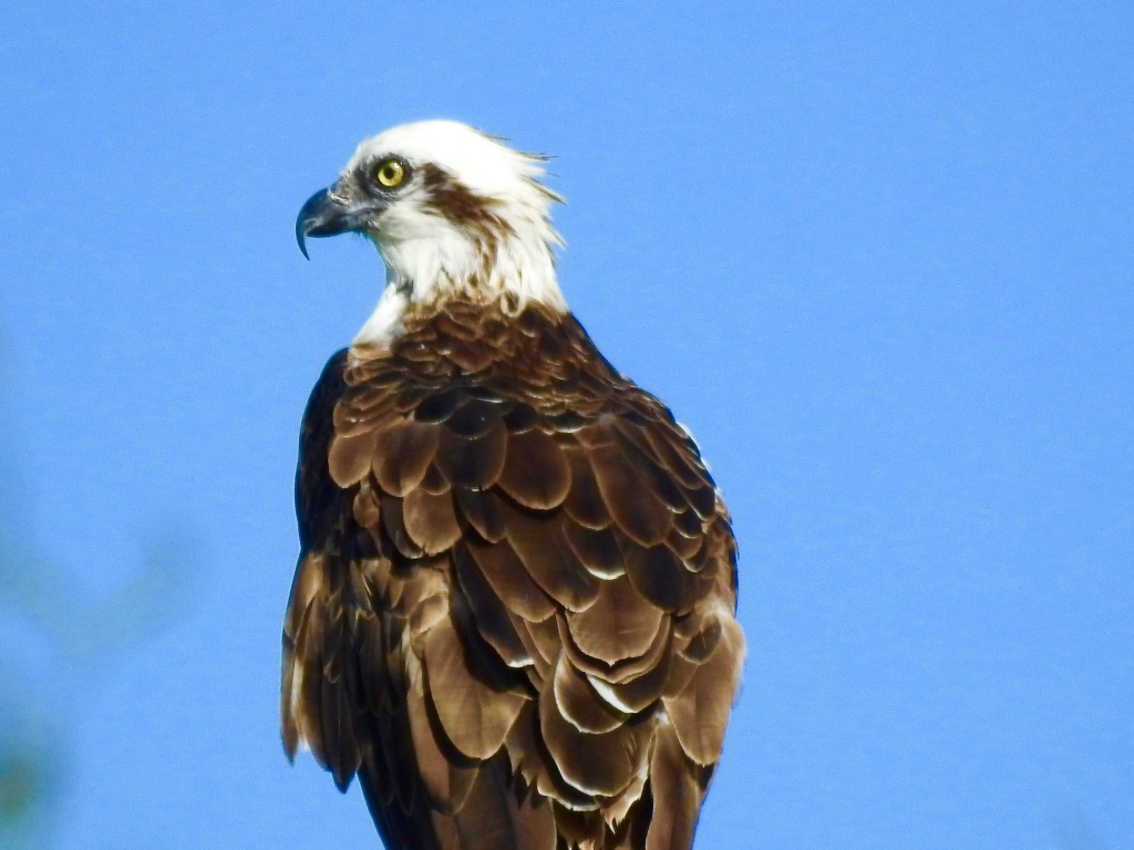 Birding in Byron - Half Day