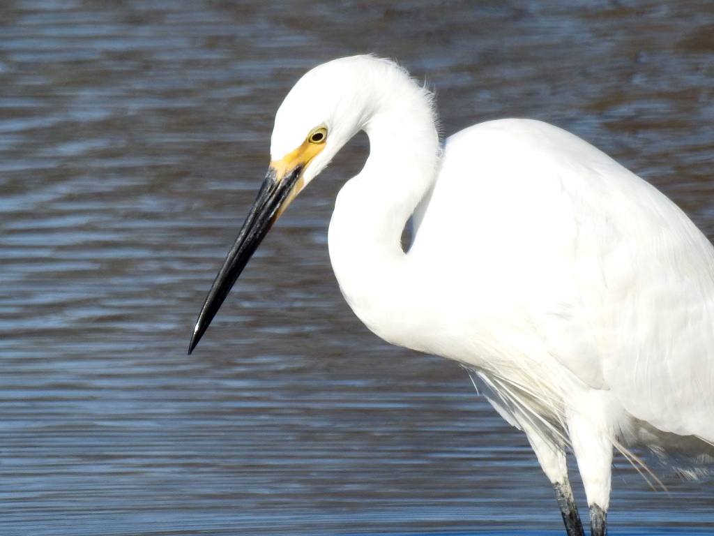 Birding in Byron - Half Day