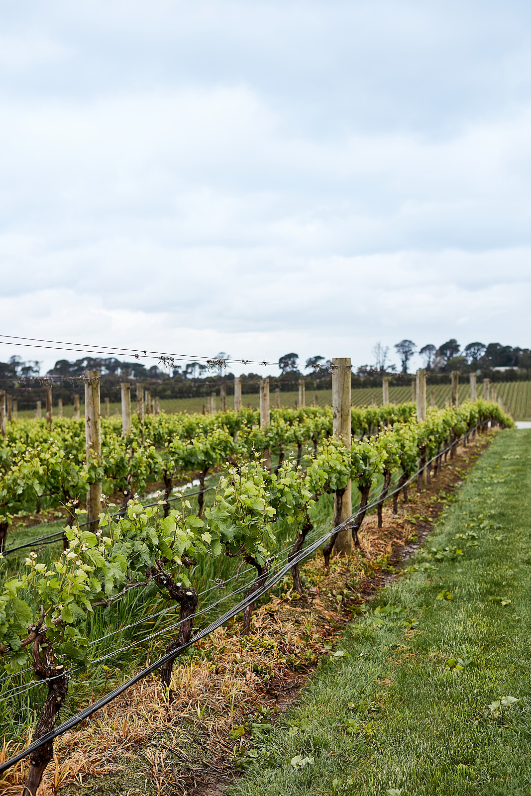 Sculpture Park Cultural Experience & Wine Tasting