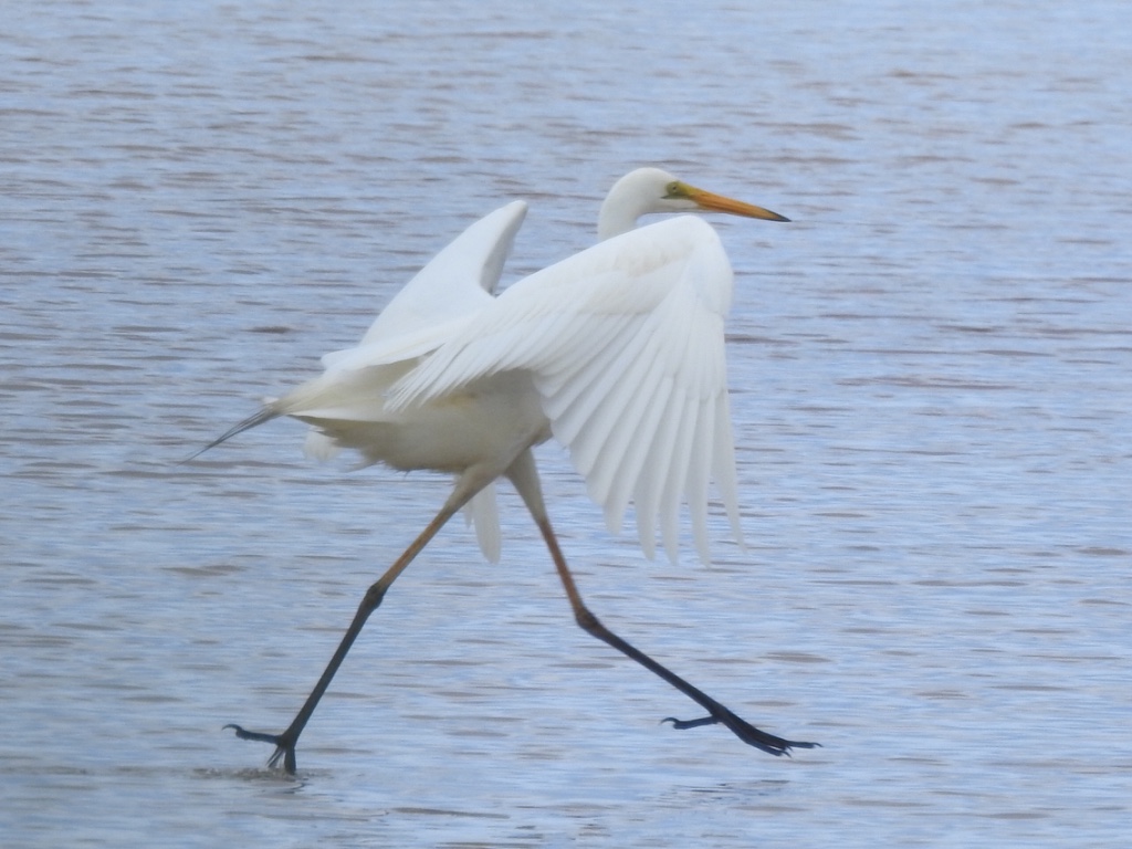 Birding in Byron - Half Day
