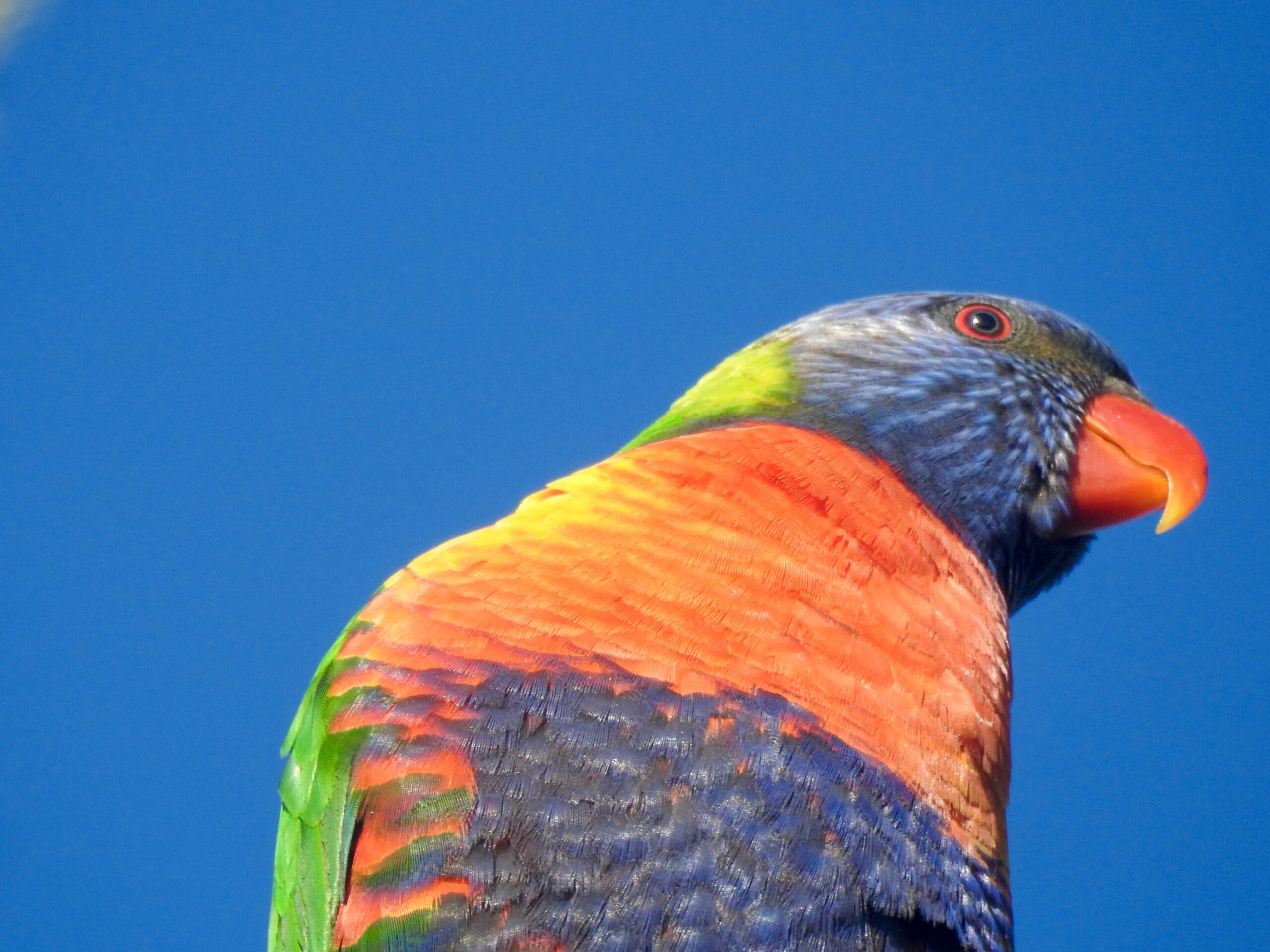Birding in Byron - Half Day