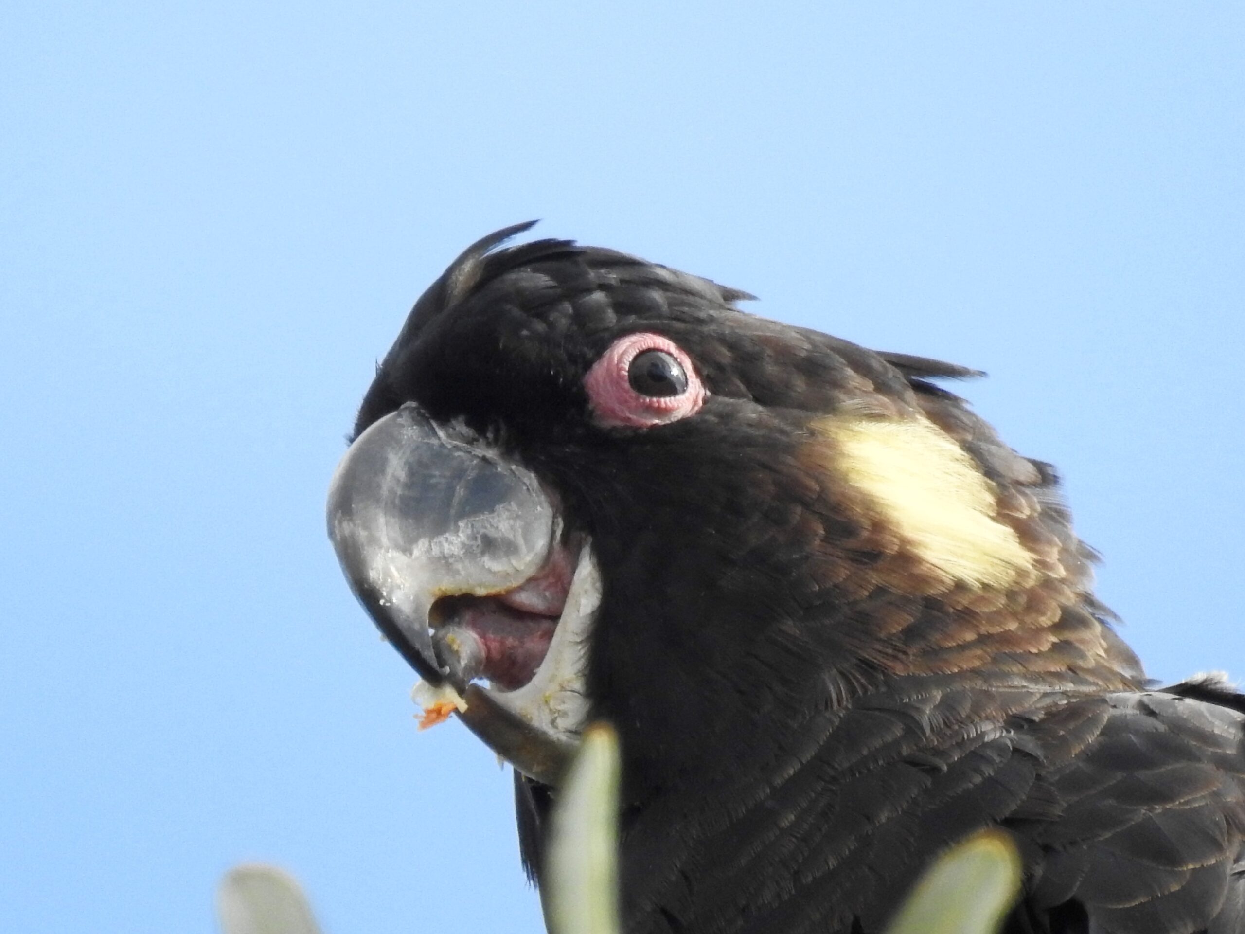 Birding in Byron - Half Day