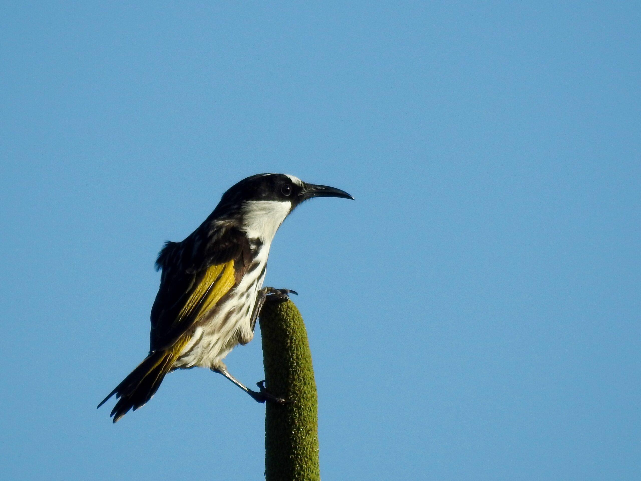 Birding in Byron - Half Day