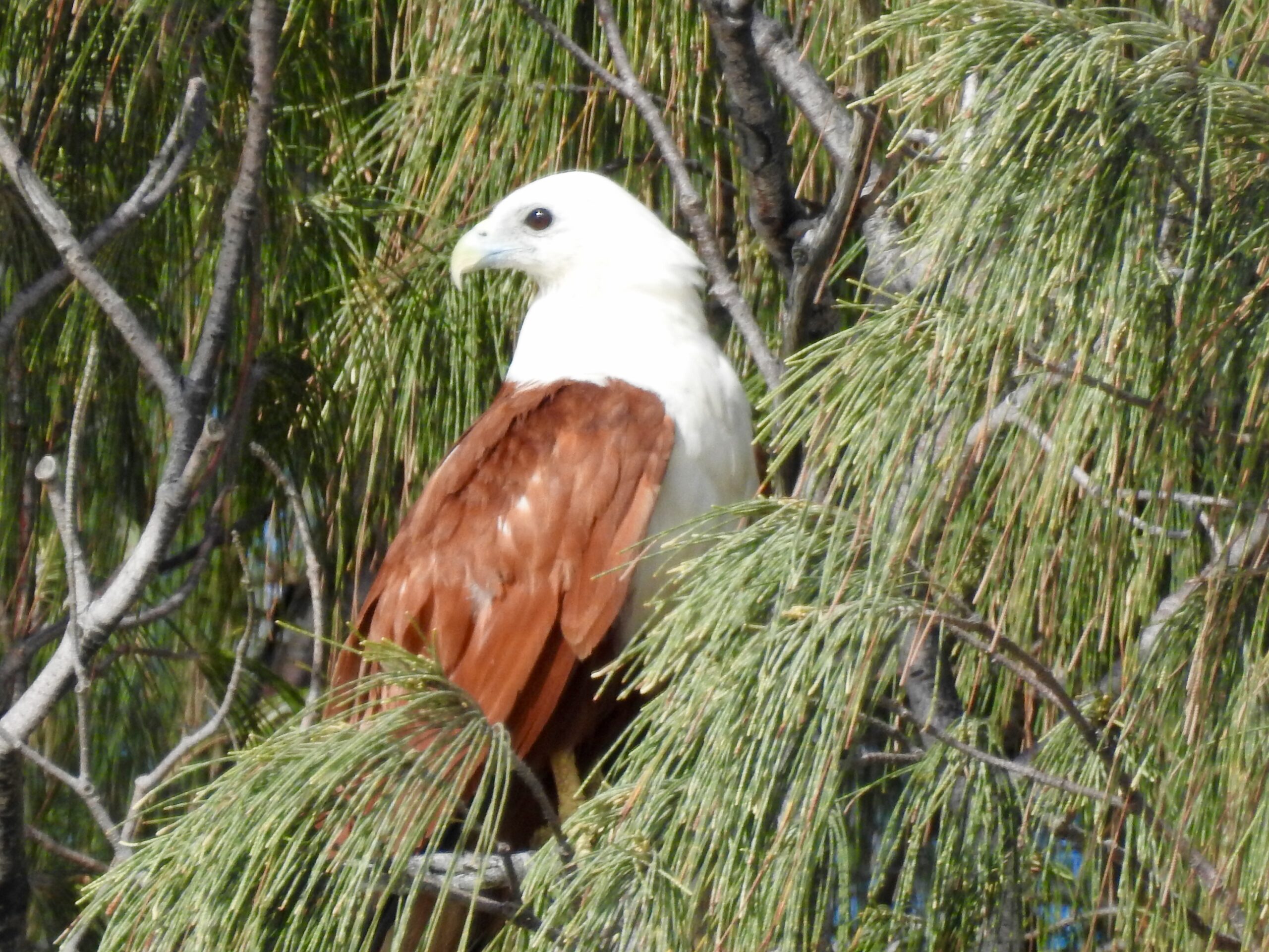 Birding in Byron - Half Day
