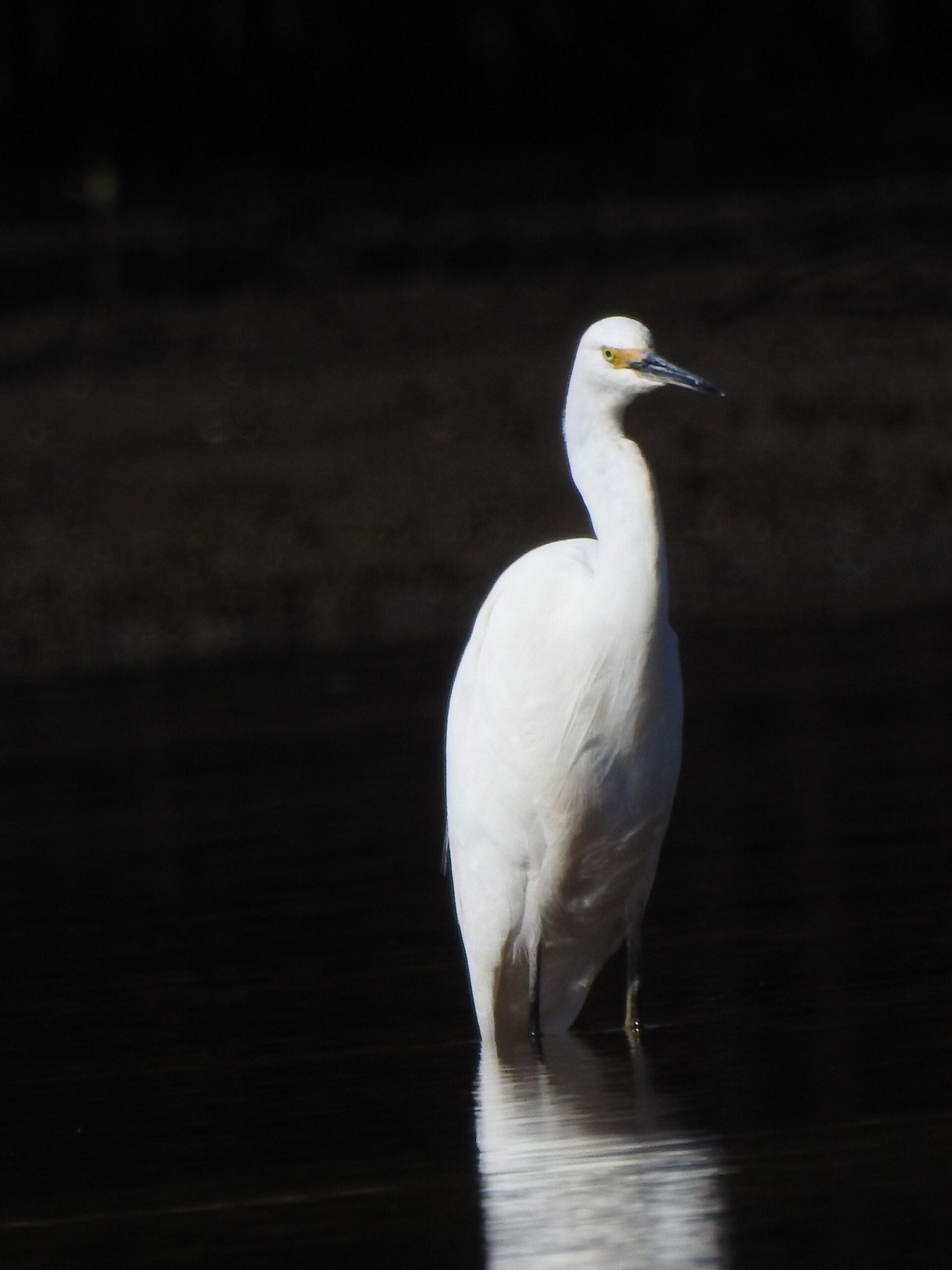 Birding in Byron - Half Day