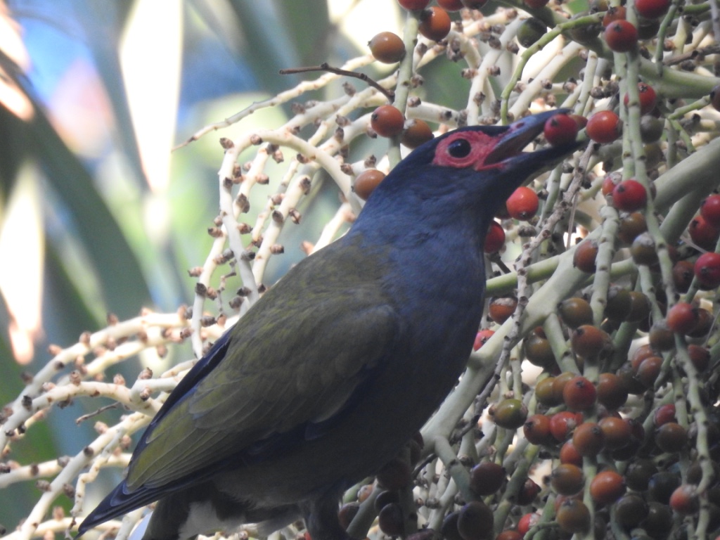 Birding in Byron - Half Day