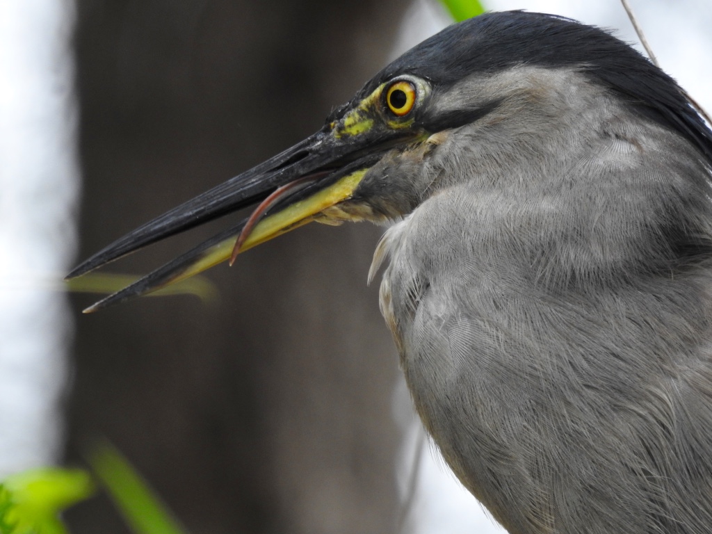 Birding in Byron - Half Day