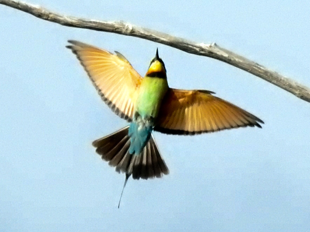 Birding in Byron - Half Day