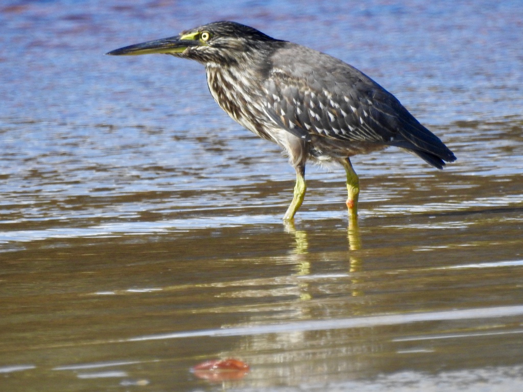 Birding in Byron - Half Day