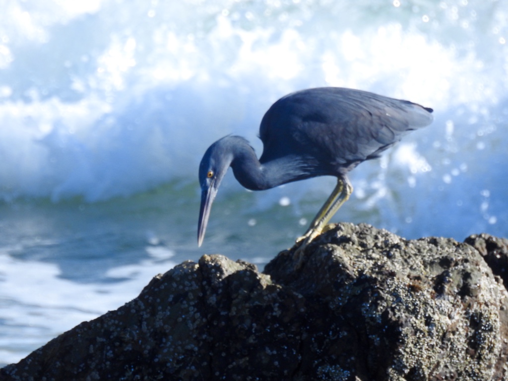 Birding in Byron - Half Day