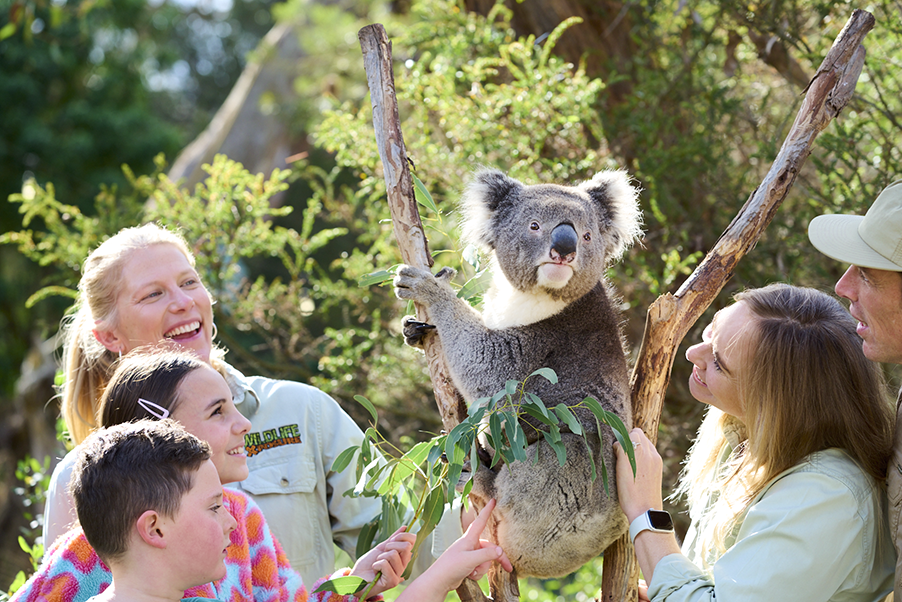 Great Ocean Road Tour and VIP Wildlife Experience