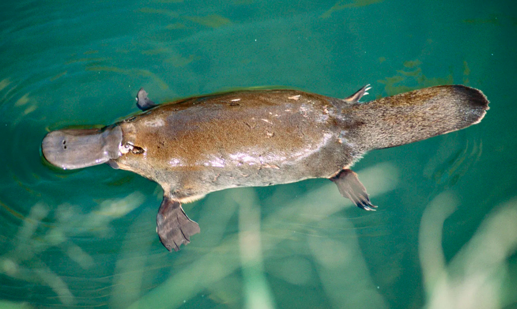 Eungella Wild Platypus Encounter