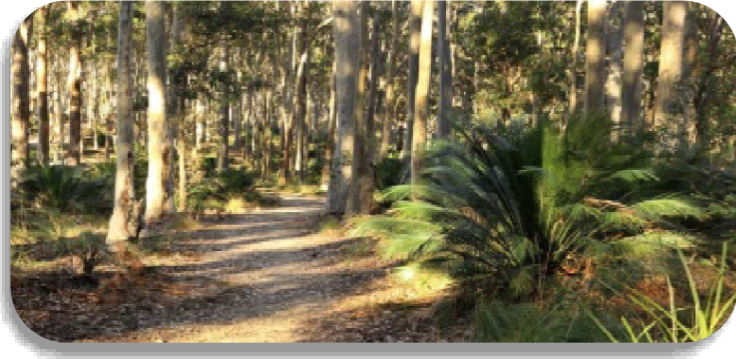 Illawong Nature Reserve – Wetland & Woodland Wander