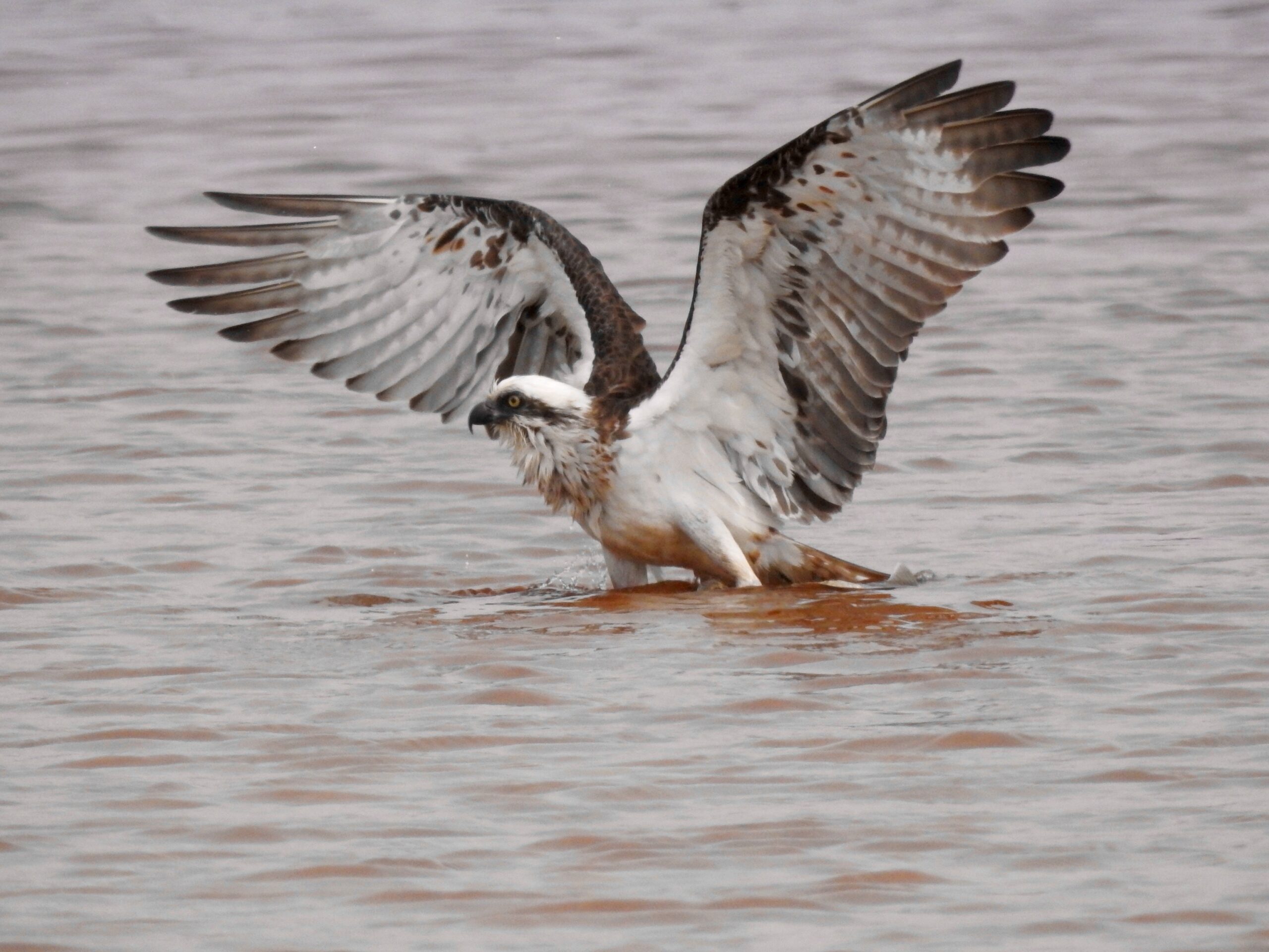 Birding in Byron - Half Day