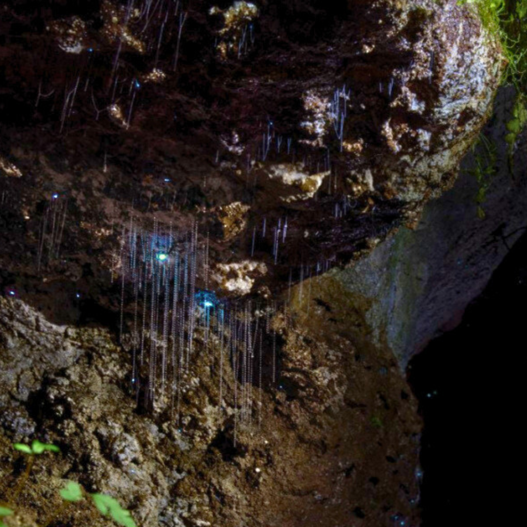 Glow Worm Evening Rainforest – Full Private Tour (1 to 3 Pax)