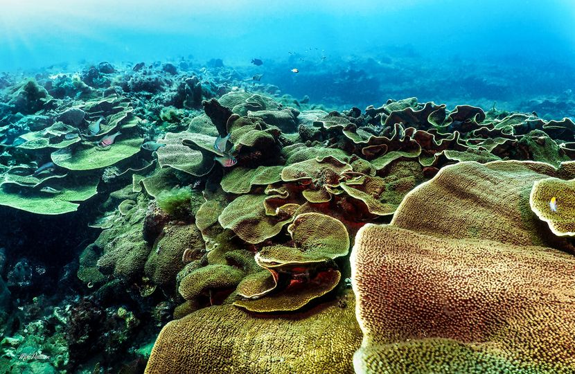 Combo Dive - Lena Wreck & 20 Meter Blades