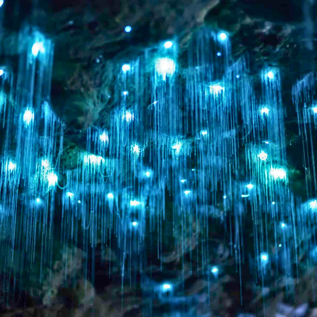 Glow Worm Evening Rainforest – Full Private Tour (4 to 7 Pax)