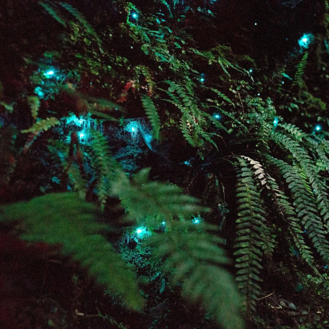 Glow Worm Evening Rainforest Tour – Private Tour (Departing from Gold Coast, 1–3 Pax)