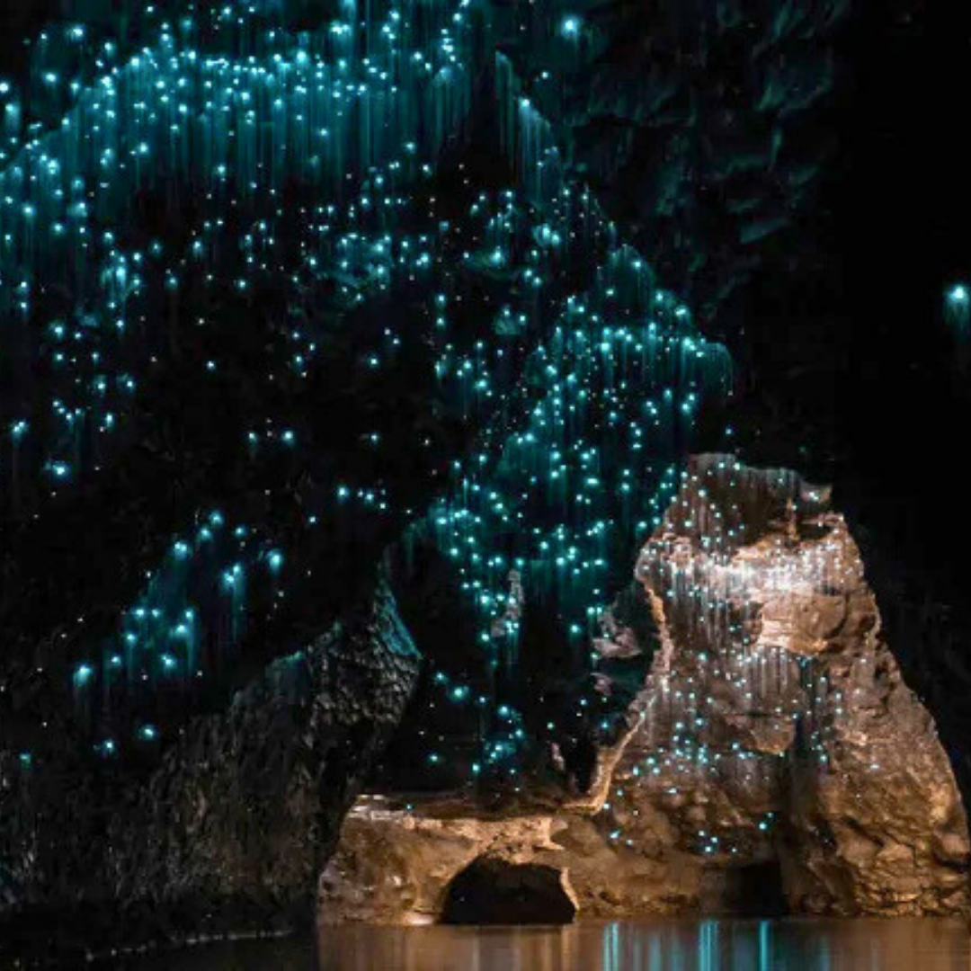 Private Glow Worm Magic & Scenic Mountain Views Tour (Brisbane Departure, 1–3 Pax)