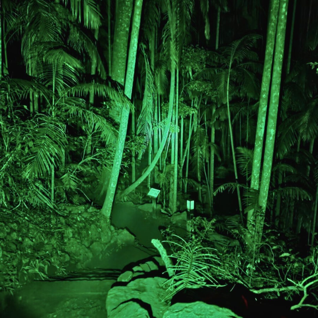 Glow Worm Evening Rainforest – Full Private Tour (4 to 7 Pax)