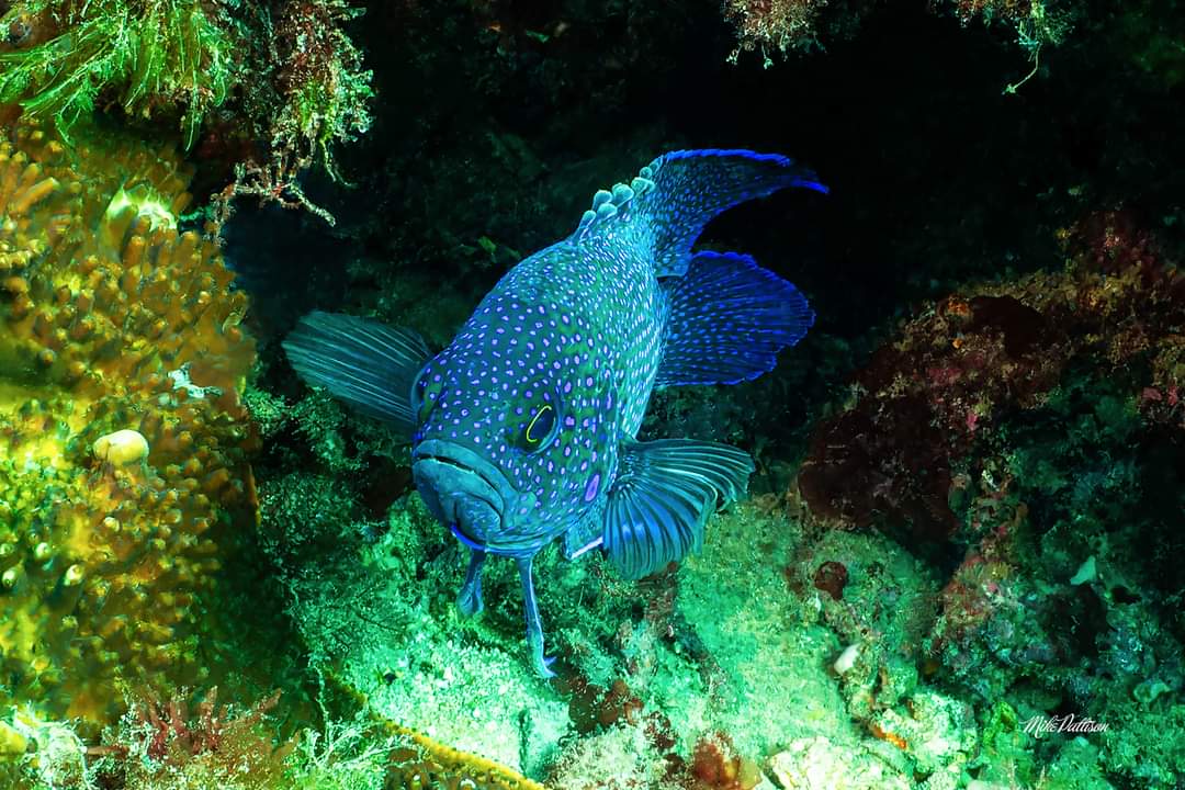 Combo Dive - Lena Wreck & 20 Meter Blades